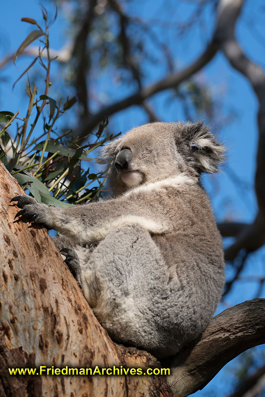 nature,icon,fuzzy,animal,branch,tree,sleeping,blue,sky,